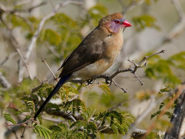 Violet-eared waxbill (Uraeginthus granatinus)